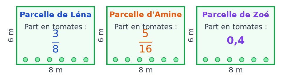 Trois parcelles de 8 m sur 6 m : tomates sur trois huitièmes chez Léna, cinq seizièmes chez Amine et 0,4 chez Zoé