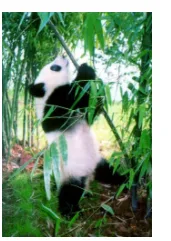 Panda mangeant du bambou Panda géant accroché à une tige de bambou dans une forêt de bambous — exercice de maths en 4ème sur la proportionnalité