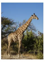 Girafe dans la savane Girafe debout dans la savane devant des buissons sous un ciel bleu — exercice de maths en 4ème sur la proportionnalité