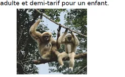 Deux gibbons au zoo Deux gibbons à mains blanches suspendus à des branches dans un parc zoologique — exercice de maths en CM2 sur les opérations et problèmes