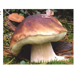 Photographie d'un cèpe Photographie d'un gros cèpe brun avec son pied clair dans la forêt — exercice de maths en CM2 sur la conversion de volumes