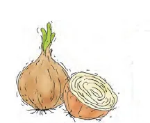 Oignons, 650 g Un oignon entier et un demi-oignon, pour 650 g d'oignons — exercice de maths en CM2 sur la résolution de problèmes