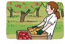 Albertine et ses caisses de pommes Albertine, une jeune femme dans un verger, avec des caisses de pommes rouges et jaunes — exercice de maths en 6ème sur la division euclidienne et décimale