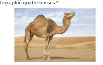 Dromadaire dans le désert Dromadaire à une bosse debout dans le désert de sable sous un ciel bleu — exercice de probabilités en 2de